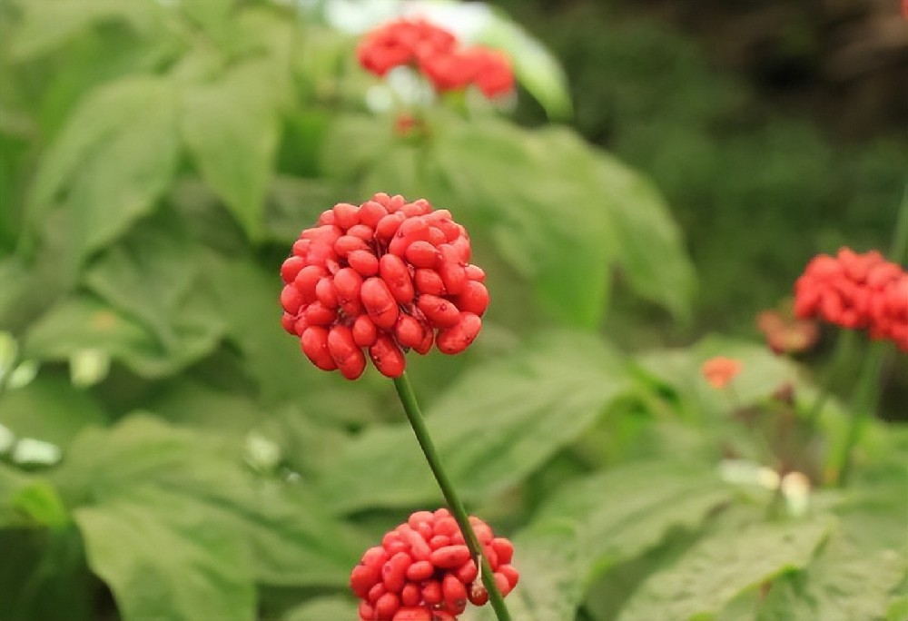 酵素菌技術(shù)，破解連作障礙困局，助力藥材產(chǎn)業(yè)健康持續(xù)發(fā)展