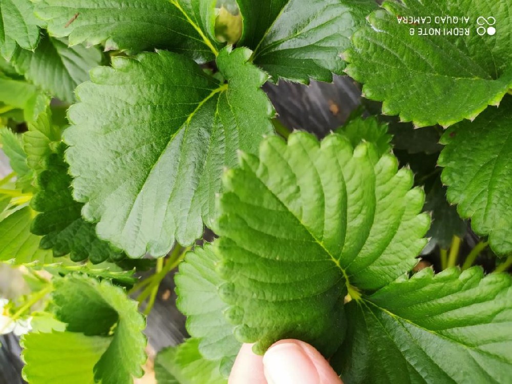 雞糞燒苗怎么辦？島本酵素有妙招