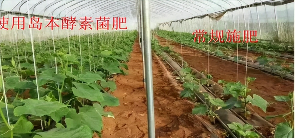 使用微生物肥料可以提高土壤和作物的抗旱性能嗎？