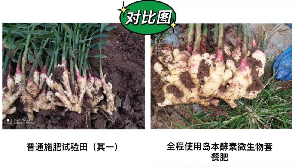 生姜姜瘟、癩皮等病蟲(chóng)害問(wèn)題酵素菌微生物套餐肥解決方案及效果展示