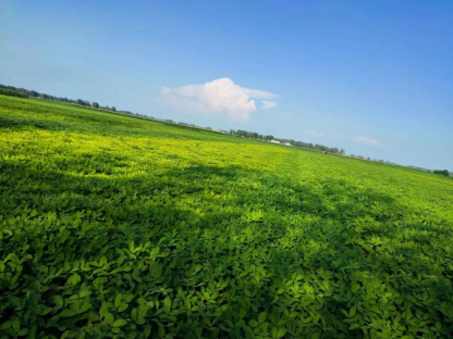 雨后花生大面積黃化怎么辦？