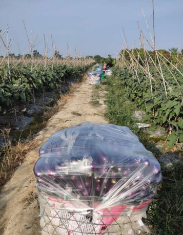 夏季露地栽培茄子怎么進(jìn)行肥水管理？