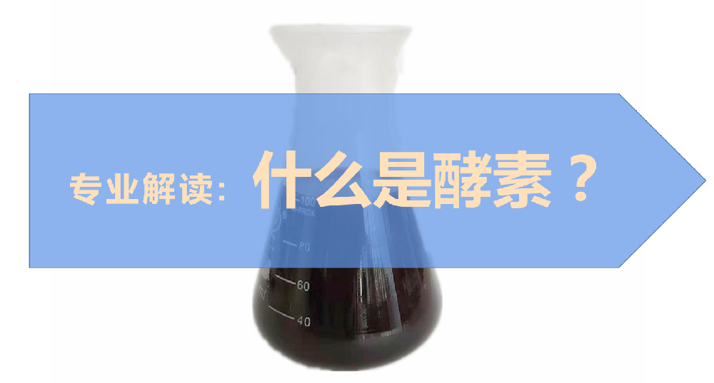 專業(yè)解讀：什么是酵素？