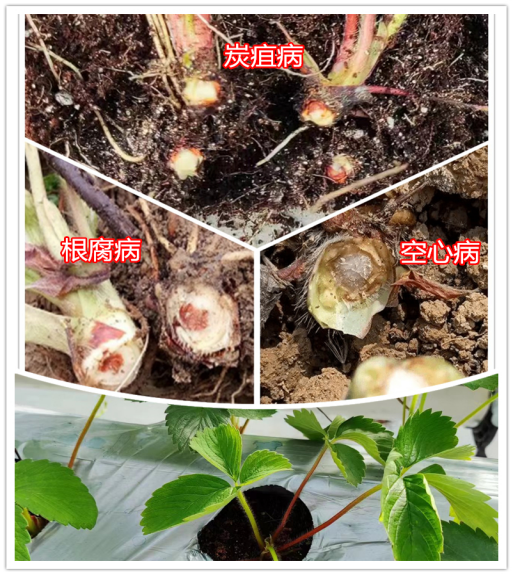 草莓定植后總死棵，炭疽病、空心病還是根腐病？