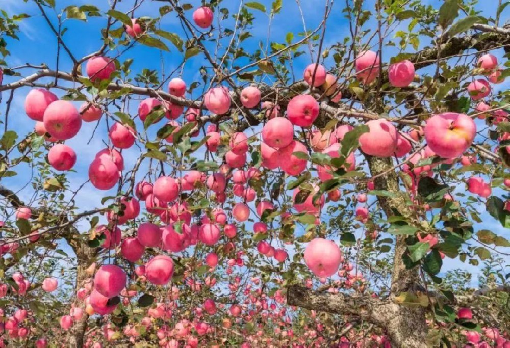 蘋果上色、高產(chǎn)豐收的酵素菌技術