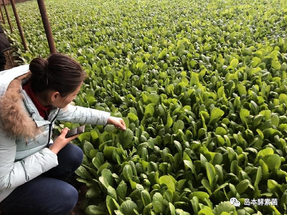 小青菜+大科技（酵素菌技術）=輕輕松松種出搶手有機菜