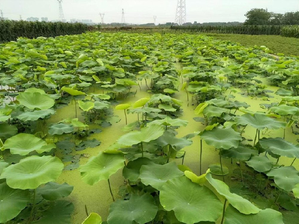 荷塘長滿青苔怎么辦？