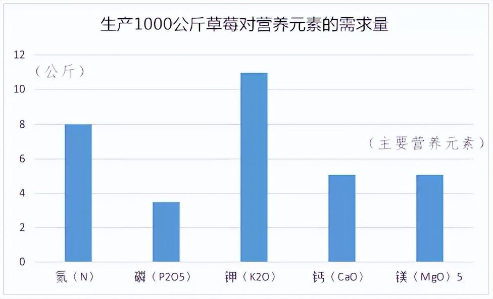 草莓種植如何科學(xué)補鈣？