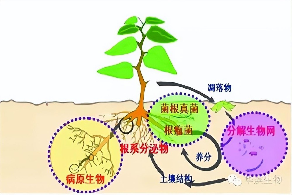 微生物技術(shù)在農(nóng)業(yè)取得的成效及應(yīng)用前景