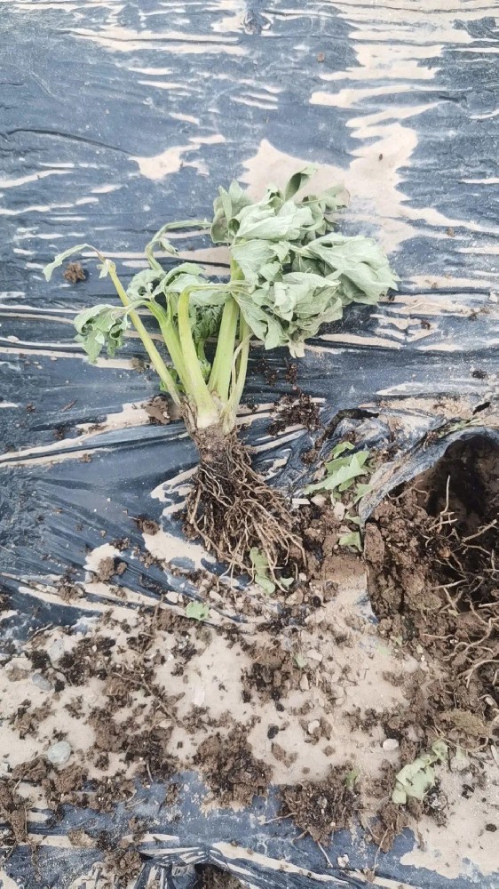 【島本酵素】芹菜定植后根腐、莖基腐病害嚴重怎么辦？解答來了