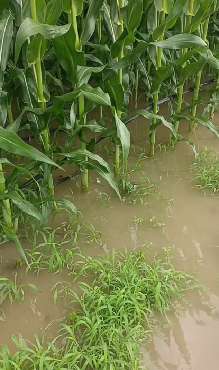 大雨過后才知道島本酵素有多牛？土壤疏松如海綿、不積水、無死棵！