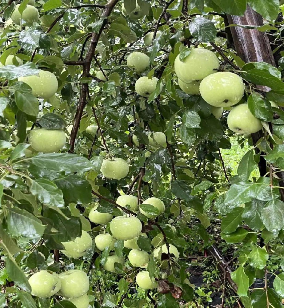 連陰天蘋果膨果增甜上色慢咋辦？酵素菌劑來(lái)幫忙！有機(jī)生態(tài)無(wú)抗性